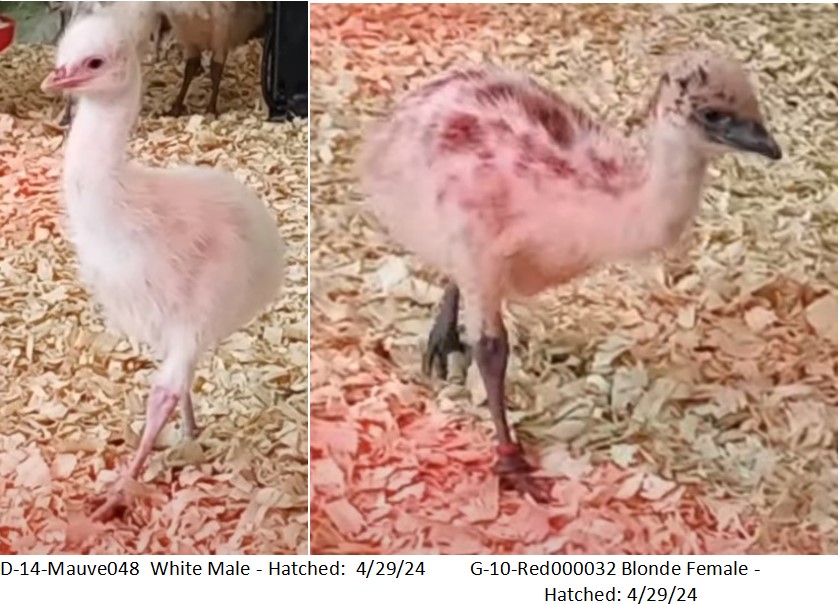 1 Male White & 1 Fe Blonde Emu Chick-D-14-Mauve048&G-10-Red00032