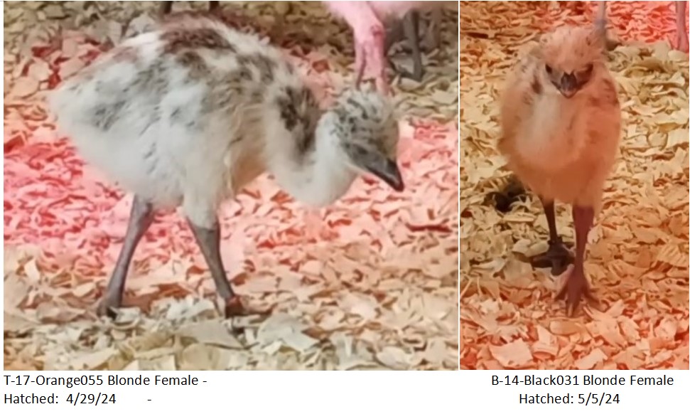 2 Blonde Female Emu Chicks - T-17-Orange055 & B-14-Black031