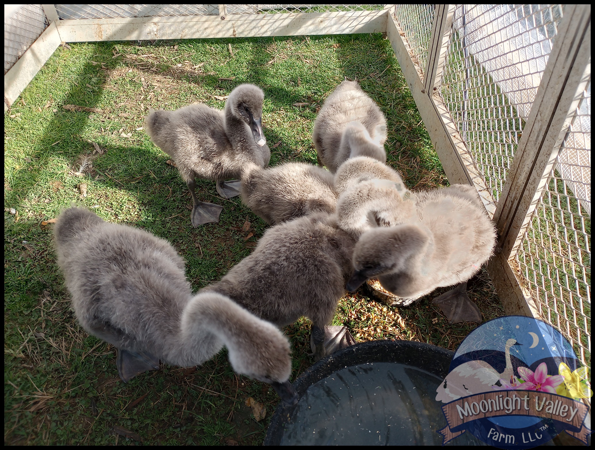 Australian Black Swan Cygnets - DNA'd FEMALE & MALE PAIR