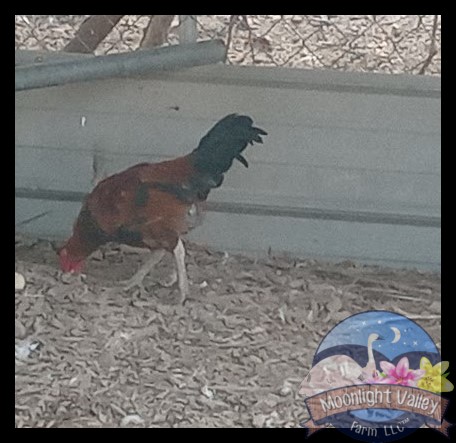 Ayam Ketawa Juvenile Rooster