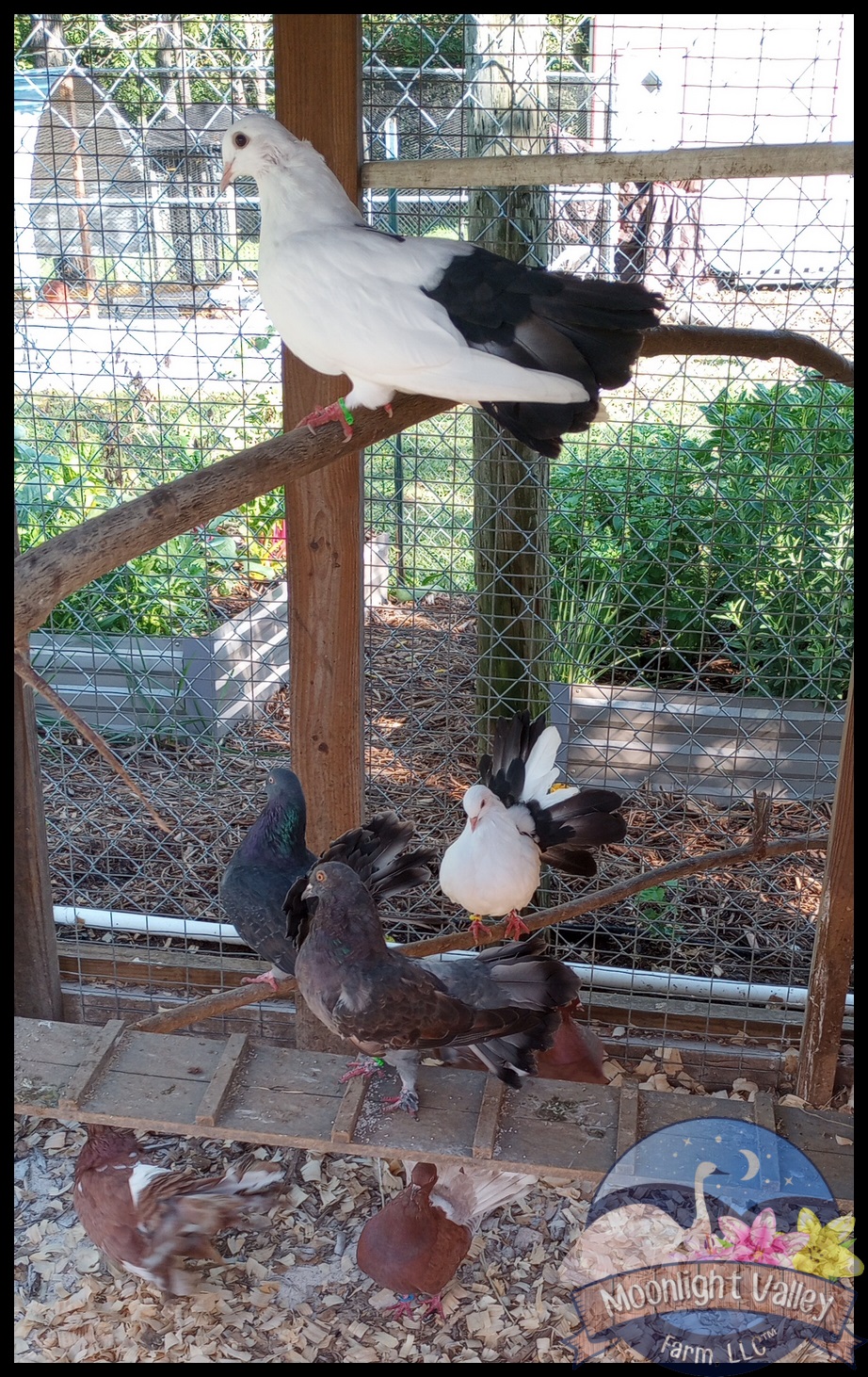 Fantail Pigeon