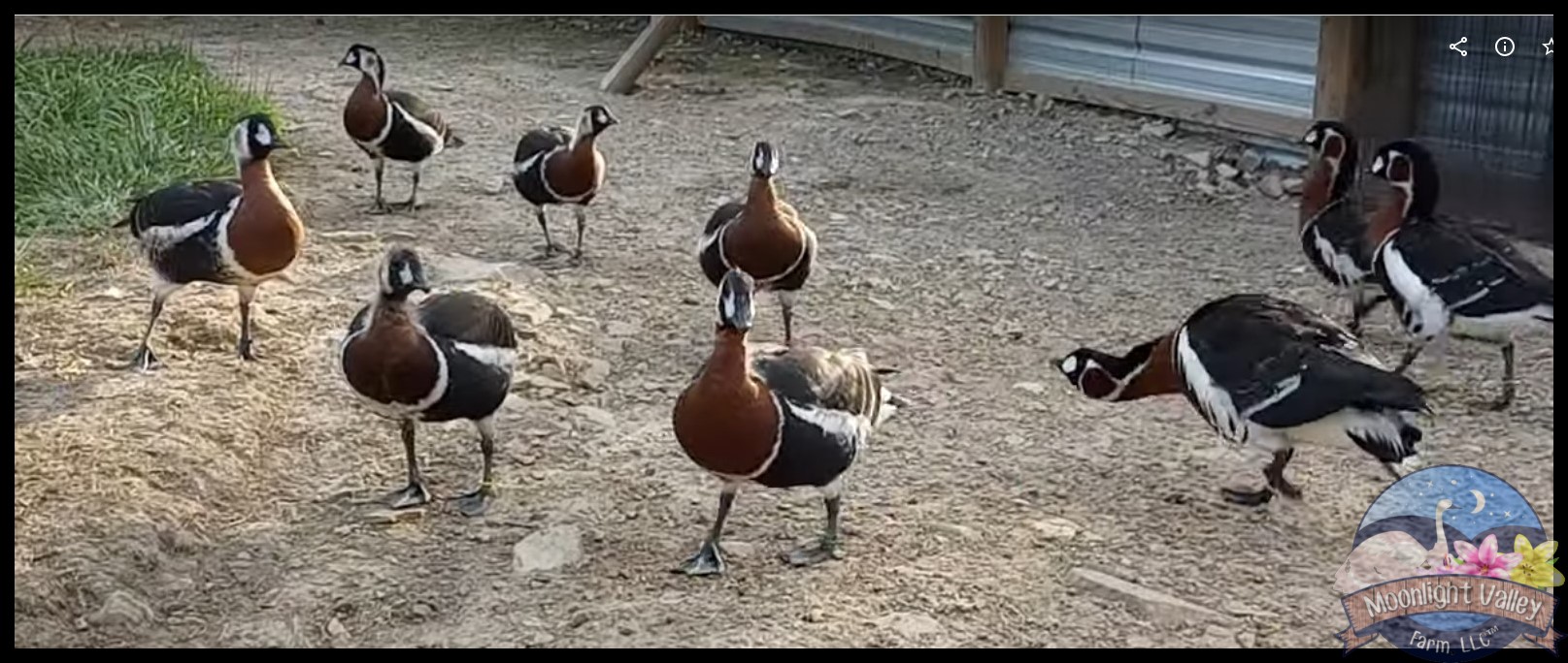 Red Breasted Goose - Female