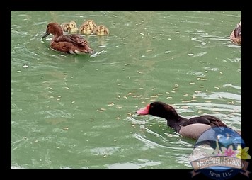 Rosey Billed Pochard - Single Duckling (Straight Run)