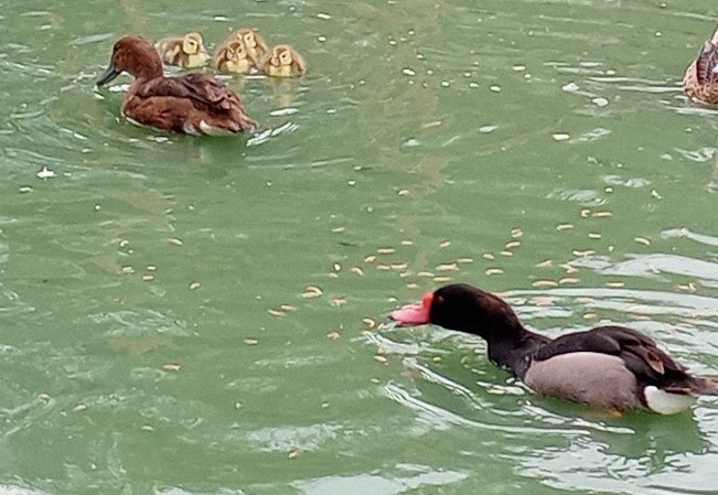 (image for) Rosey Billed Pochard - Single Duckling (Straight Run)