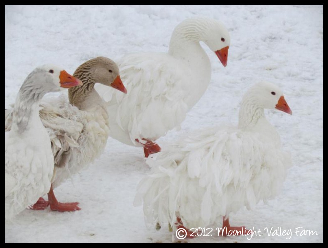 Sebastopol Goslings -STRAIGHT RUN**Pickup at the farm ONLY - $65.00 ...