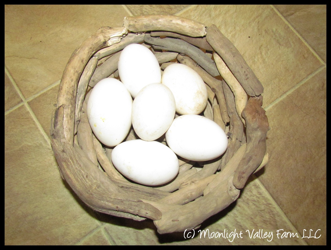 (image for) Sebastopol Goose Hatching Egg