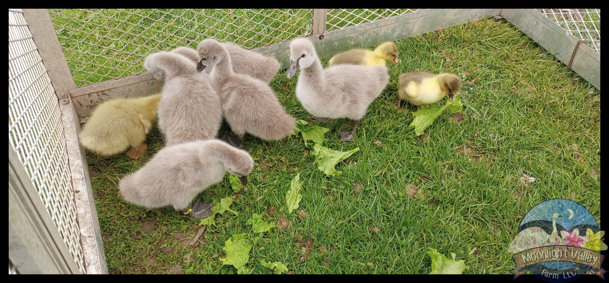 (image for) Sebastopol Gosling -STRAIGHT RUN**Pickup at the farm ONLY