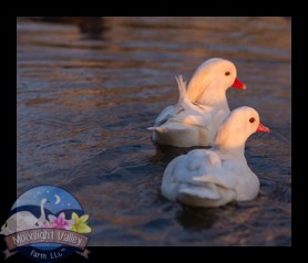 Mandarin Duck - White Male & Female Pair