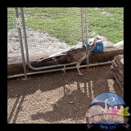 (image for) Black Shoulder Male Peacock (Juvenile)