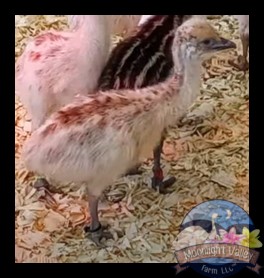 (image for) Blonde Female Emu Chick - D-21-Black010 ---SAMPLE LISTING