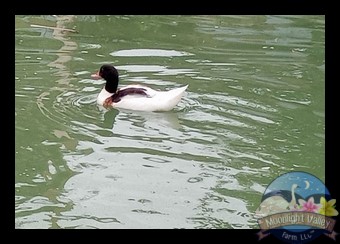 (image for) Common Shelduck Female