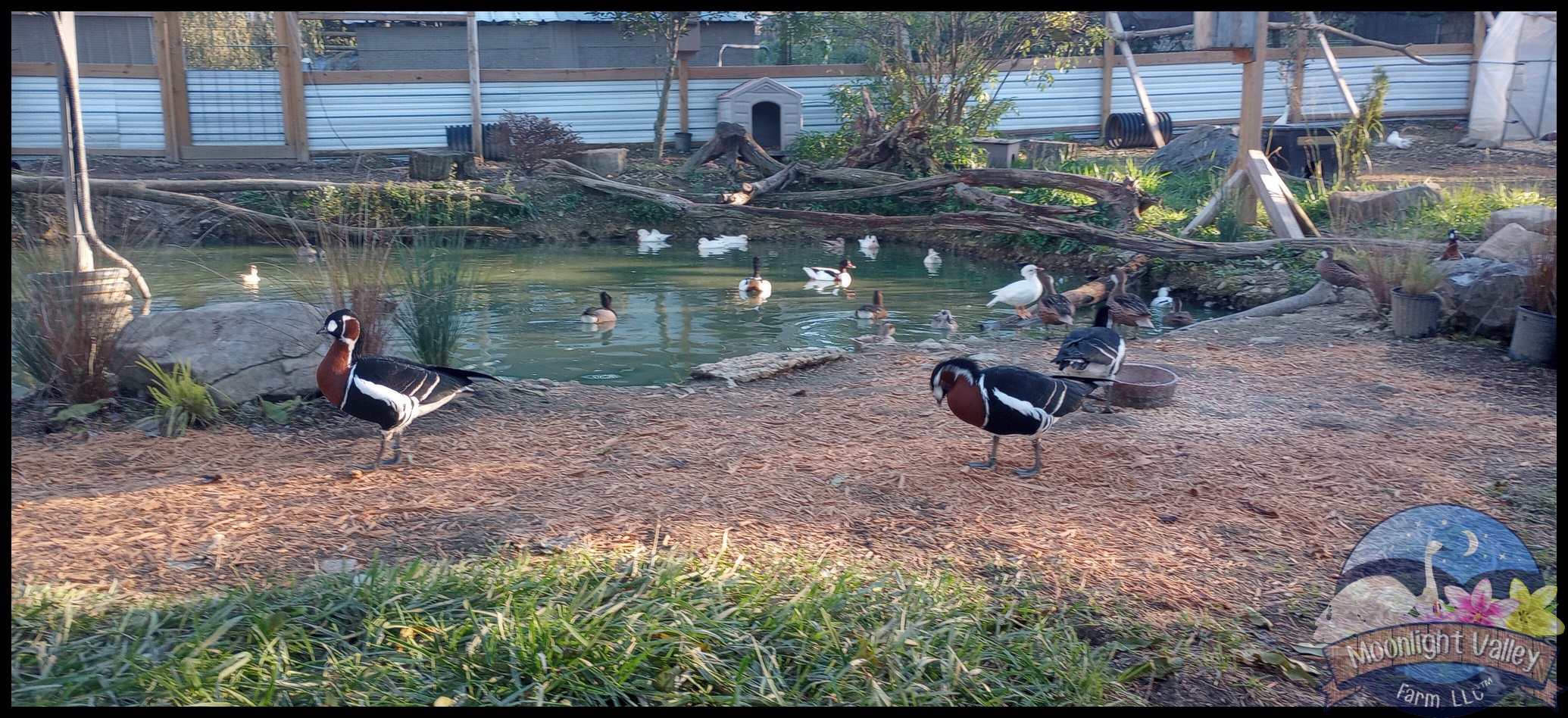 Waterfowl & Pheasants