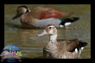 Ringed Teal