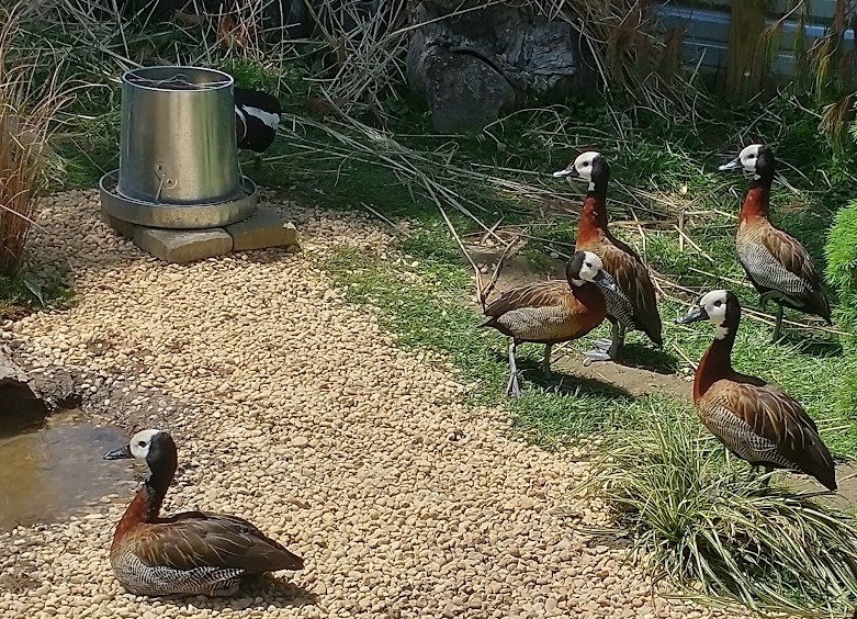 White Faced Whistling Tree Duck - Juvenile Pair