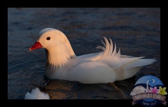 Mandarin Duck - Single White Male