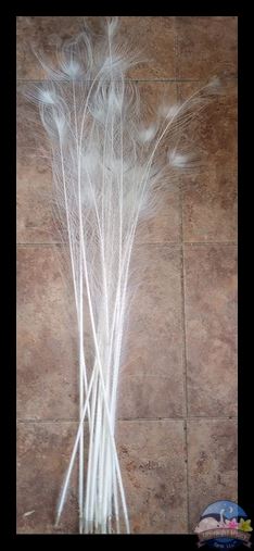 (image for) 18 White Peacock Tail Feathers